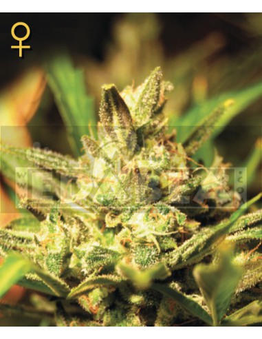 Super Critical Auto 3 semillas