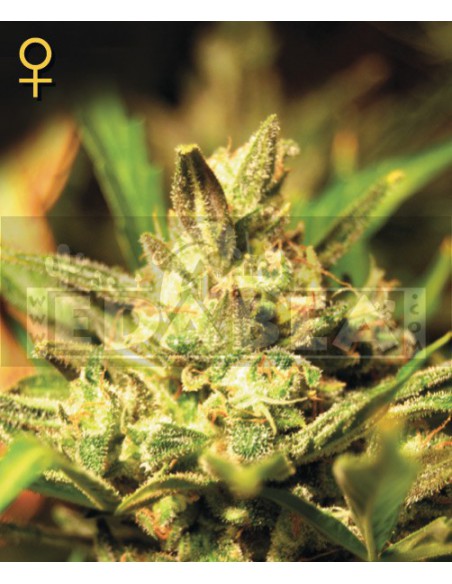 Super Critical Auto 3 semillas