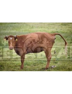 Estiercol de vaca 1 litro 2