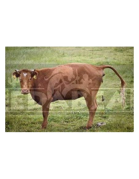 Fumier de vache 1 litre