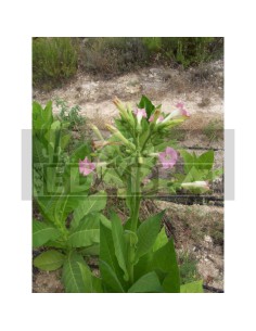 Virginia Gold 1000 semillas