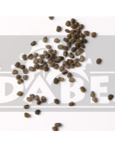 Virginia Dark 1000 semillas