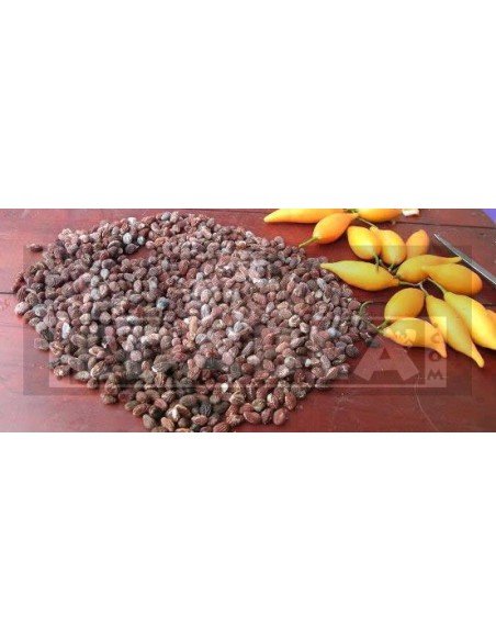 Tabernanthe iboga 10 semillas