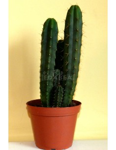 Trichocereus Peruvianus 30 cm