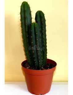 Trichocereus Peruvianus 30 cm 2