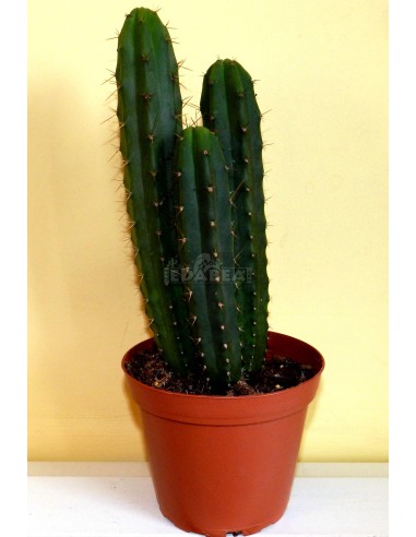 Trichocereus Peruvianus 40 cm