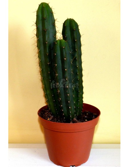 Trichocereus Peruvianus 40 cm