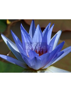 Lótus azul (Nymphaea caerulea) ± 50 sementes