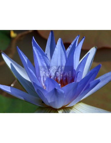 Lótus azul (Nymphaea caerulea) ± 50 sementes