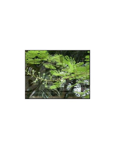 Mimosa Hostilis 20 Samen