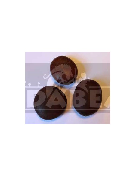 Entada Rheedii 3 Samen