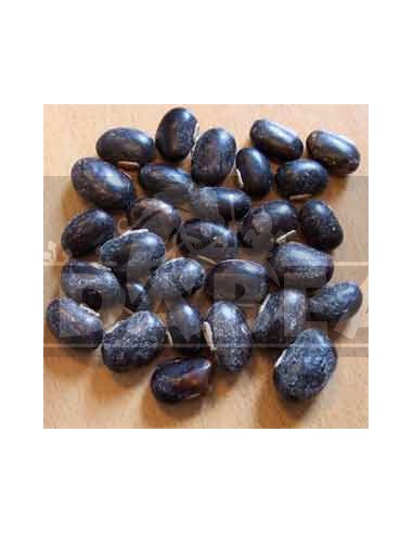 Feijão Mucuna pruriens 50 gramas