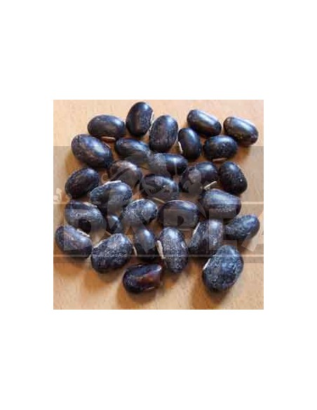 Mucuna pruriens Bohnen 50 Gramm
