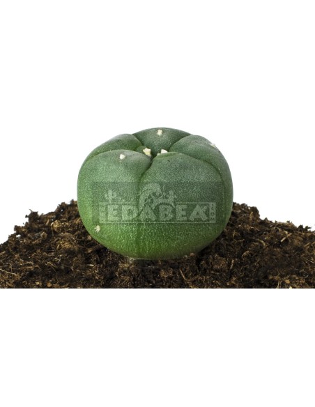 Kit de cultivo de peiote