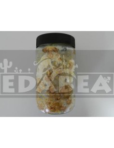 kit de cultivo de trufa Galindoi