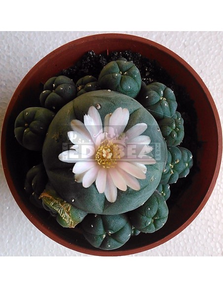 Cactus peyote a più teste