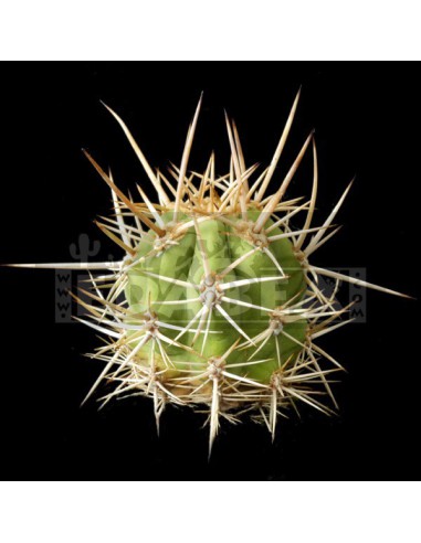 Trichocereus bridgesii 20 semi
