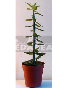 Pereskiopsis porteri (spathulata) 