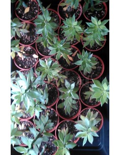 Pereskiopsis porteri (spathulata)  2