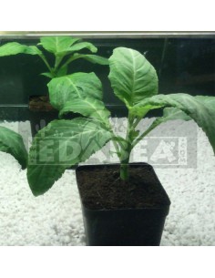 Planta de Salvia Divinorum