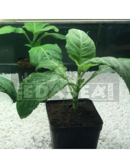Salvia Divinorum Pflanze