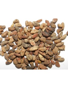 Voacanga africana 5 grs of seeds