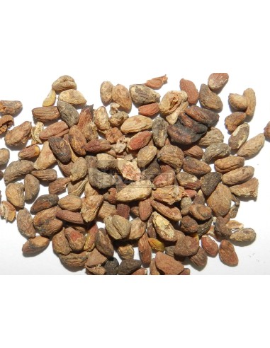 Voacanga africana 5 grs of seeds