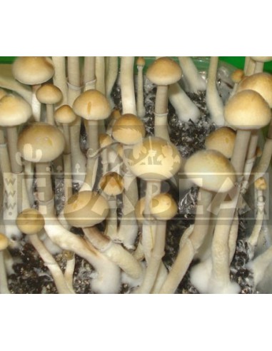 Kit de cultivo psilocybe cubensis mexicano