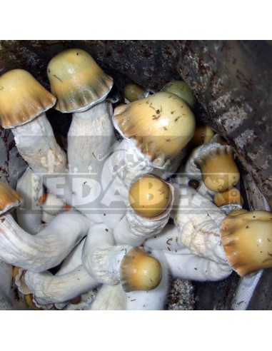Kit de cultivo psilocybe cubensis mexicano