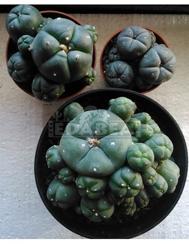 Pack Peyote