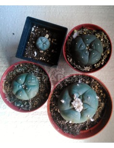 Peyote Pack Lophophora Williamsii 2