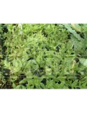 Kanna (Sceletium tortuosum) 10 semi