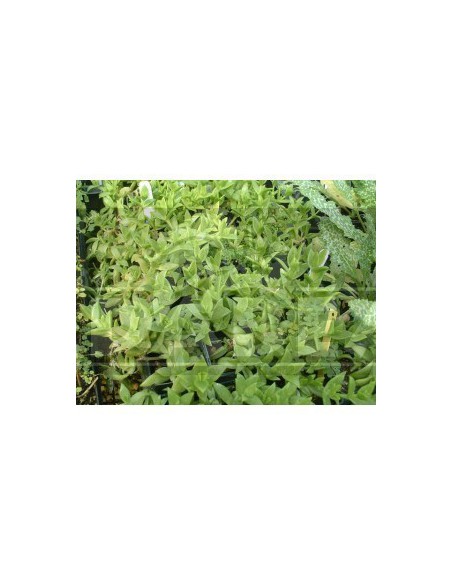 Kanna (Sceletium tortuosum) 10 sementes