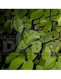 Banisteriopsis caapi 10 semi