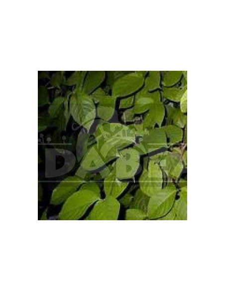 Banisteriopsis caapi 10 seeds