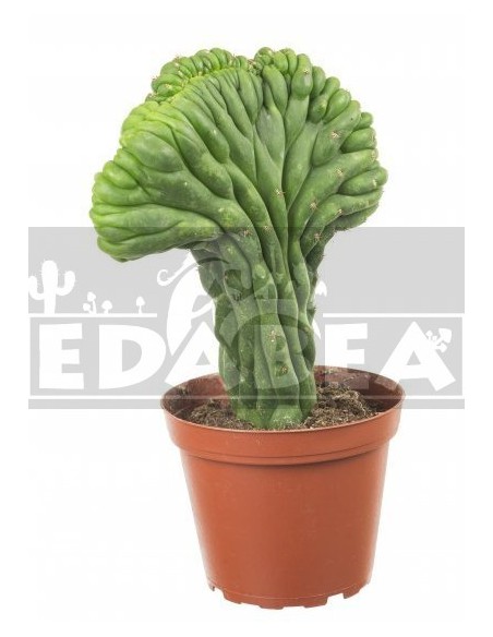 San Pedro Semi Crestado