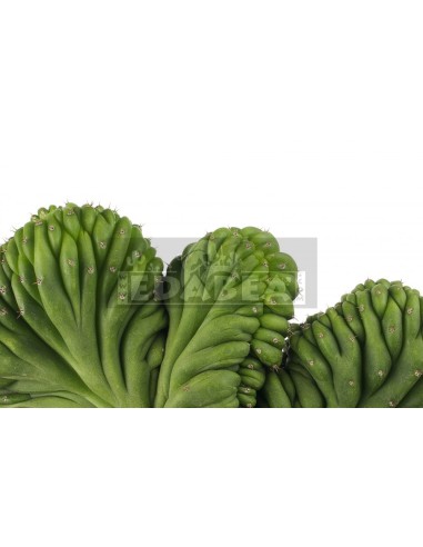 San Pedro Crestado