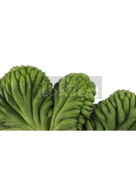 San Pedro Crestado