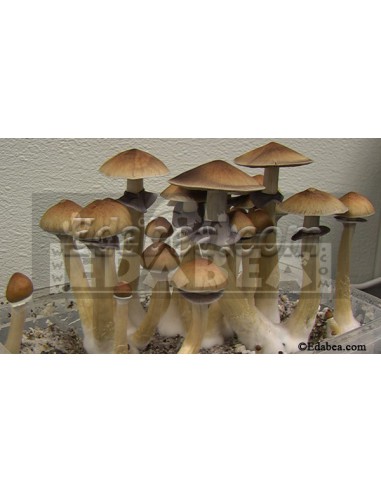 Cultivation pack 1