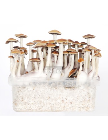 Cultivation pack 2