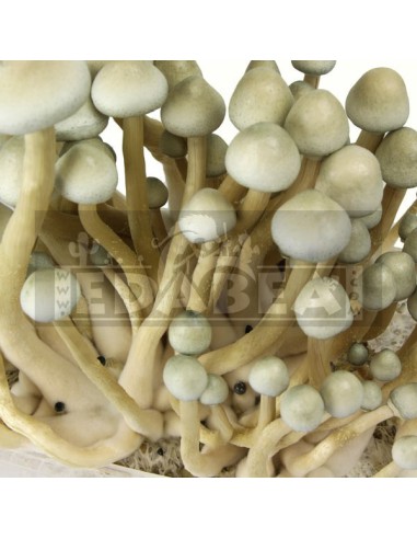 Kit Albino A+ XL