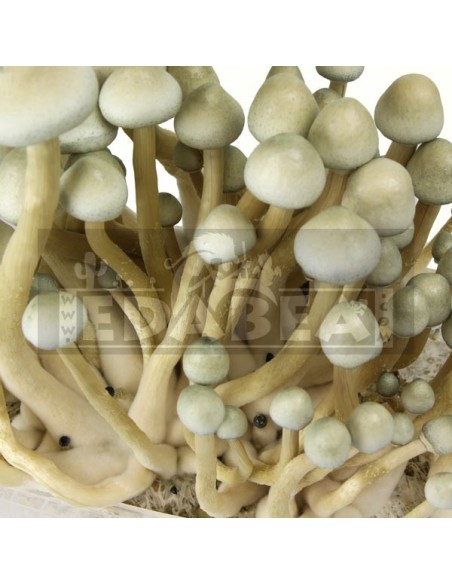 Kit Albino A+ XL
