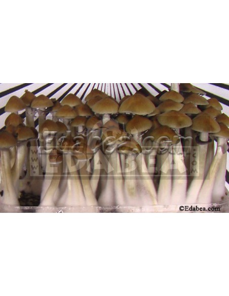 Sceau Spore B+