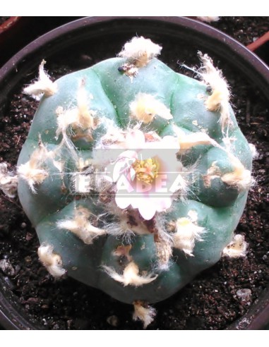Cactus peyotl (Lophophora Williamsii)