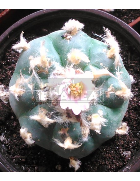 Cactus peyotl (Lophophora Williamsii)