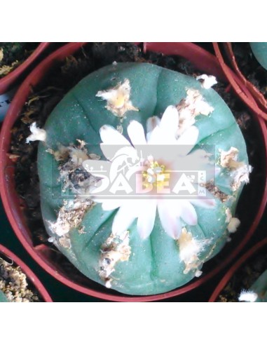 Peyote-Kaktus