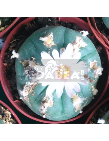 Cactus peyotl (Lophophora Williamsii)