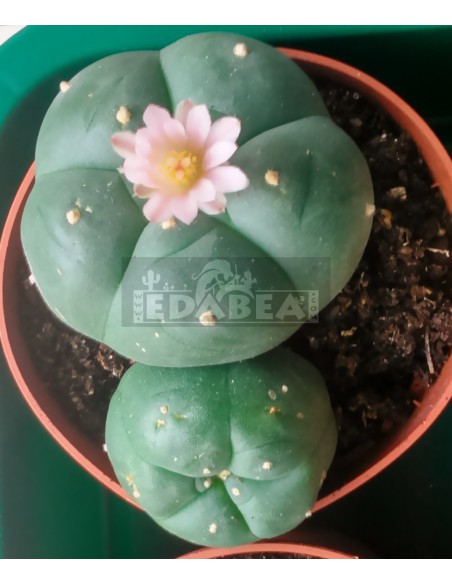Peyote cato (Lophophora Williamsii)