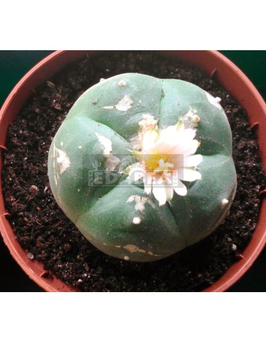 Cactus Peyote