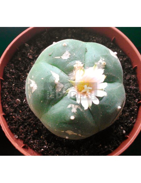 Peyote cactus (Lophophora Williamsii)